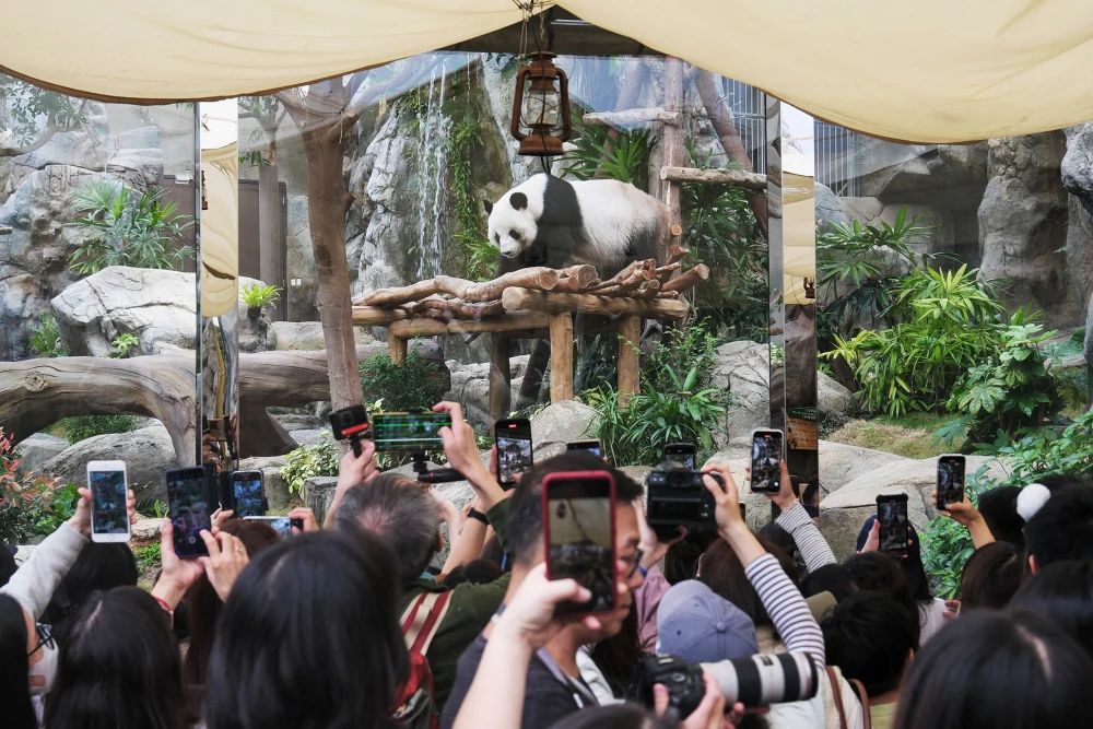 Hong Kong’s plan to lure back visitors? It’s black and white and eats bamboo